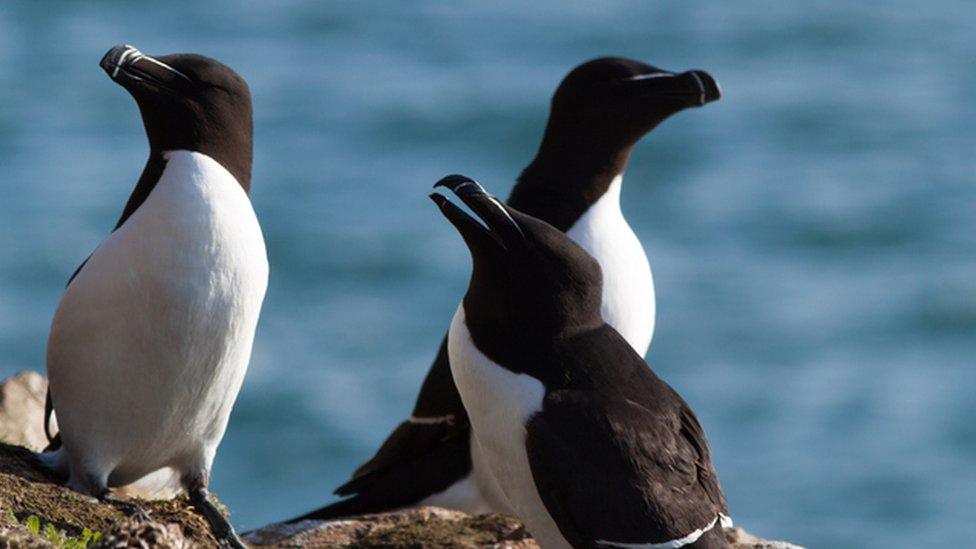 Razorbill birds