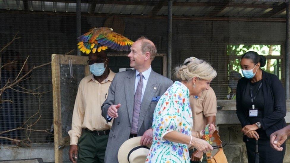 The Earl and the Countess of Wessex with St Vincent"s national bird, the Amazona guildingii after it nearly knocked her sunglasses at the Botanical Gardens in St Vincent and the Grenadines