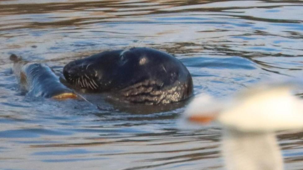 Seal eating fish