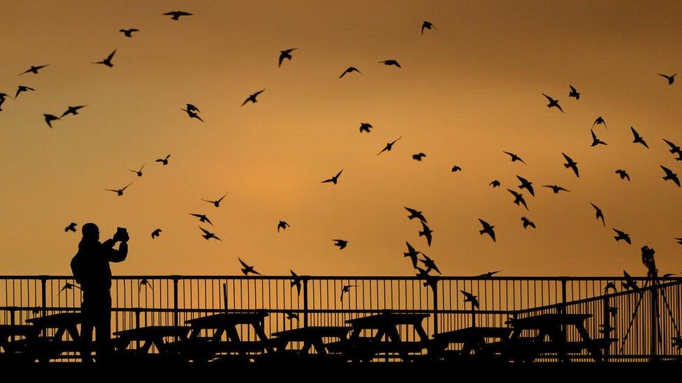 Starling flock