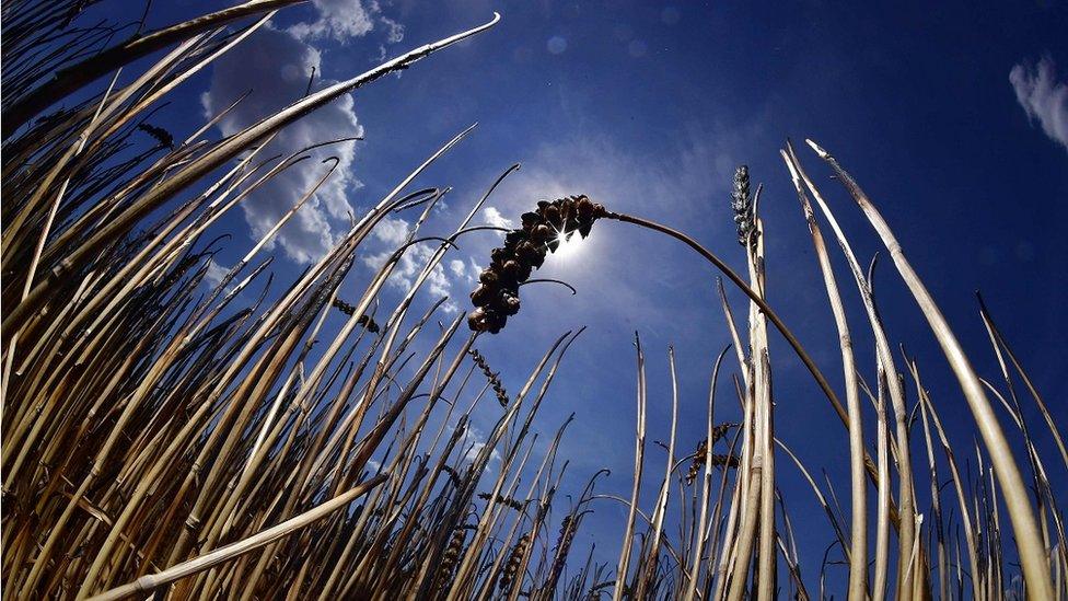 Global wheat harvest will be down around 5%.