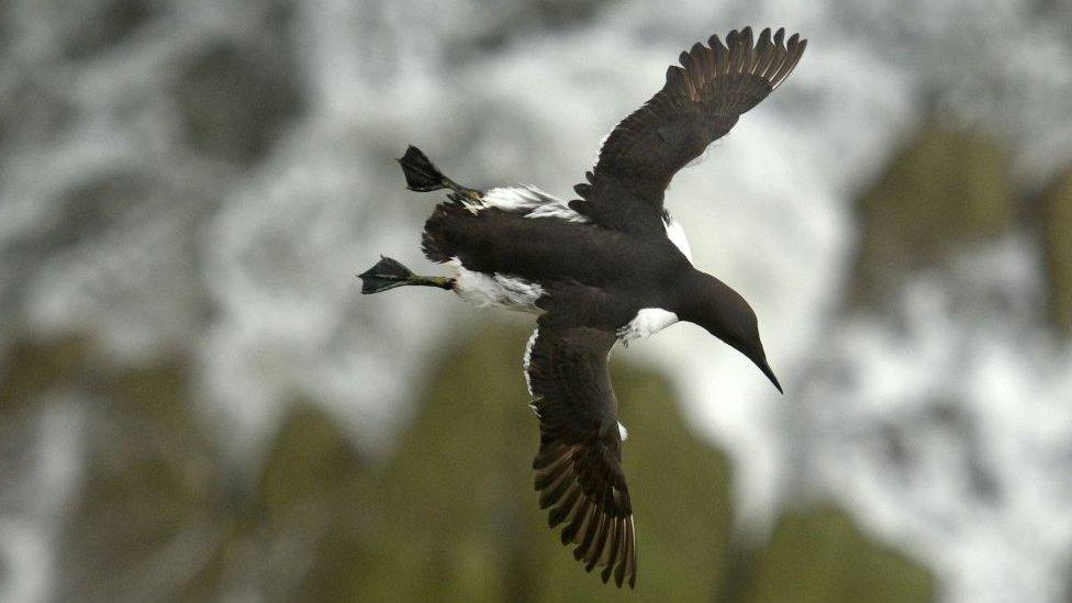 Guillemot in flight