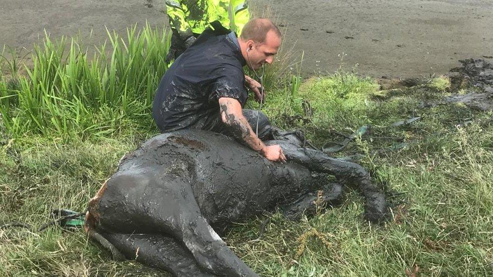 Vet checks the mud-coated calf