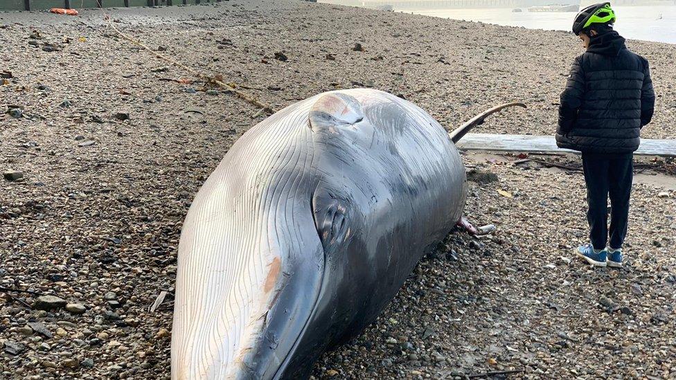 Minke whale and Clio Georgiadis' son