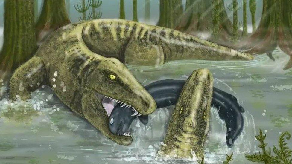 The early tetrapod Whatcheeria was a large predator