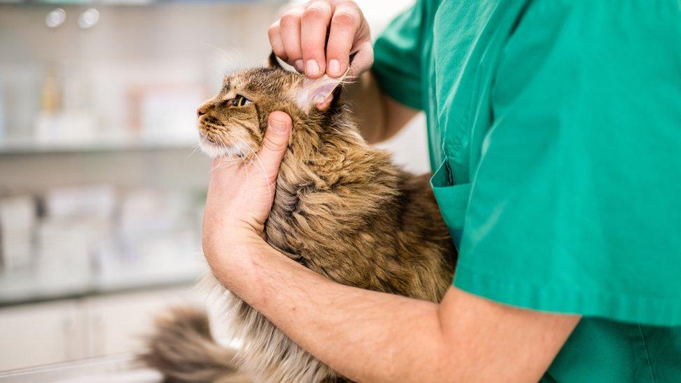 cat at the vet