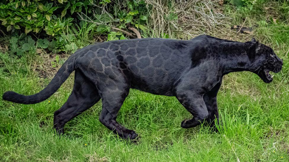 Inka, a black jaguar