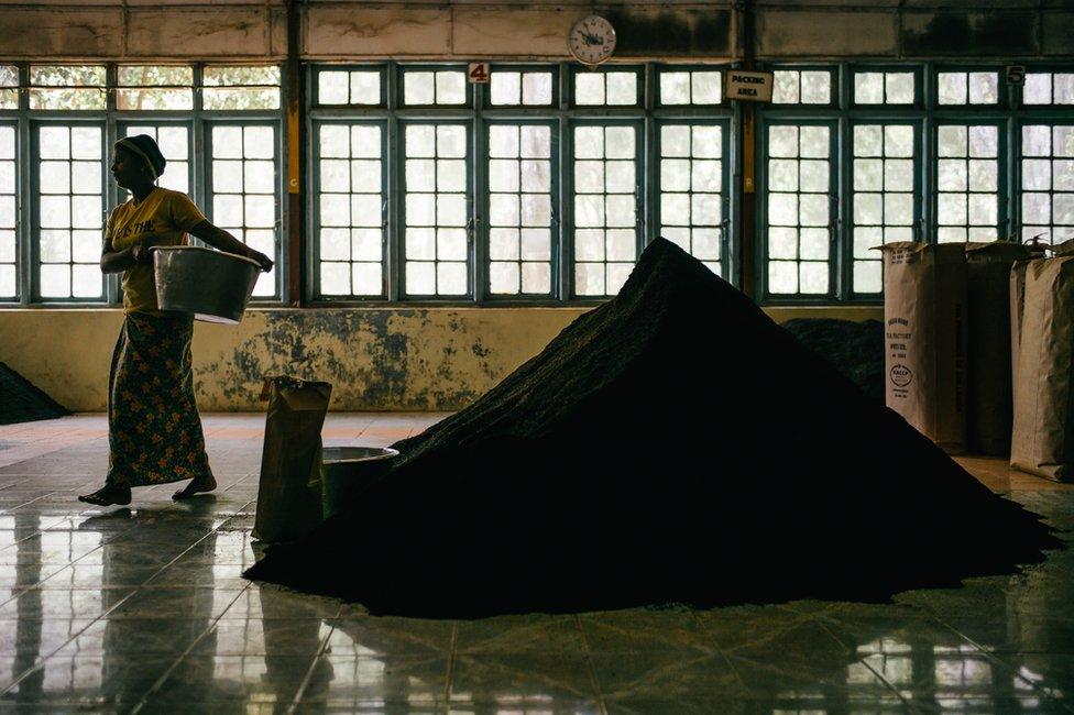 A woman past a large pile of processed tea