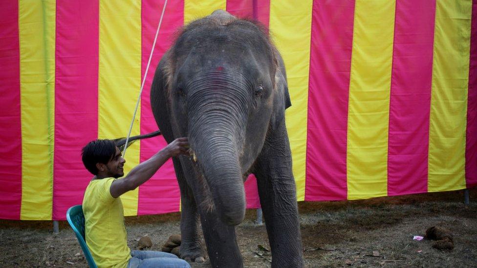 an elephant in a circus