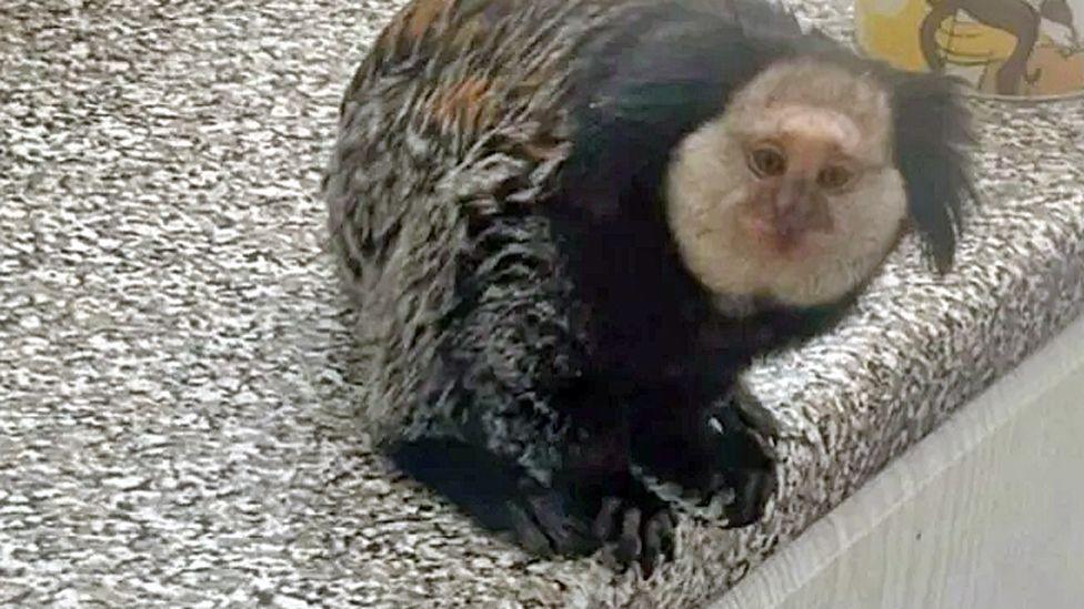 Marcel the marmoset sitting on countertop