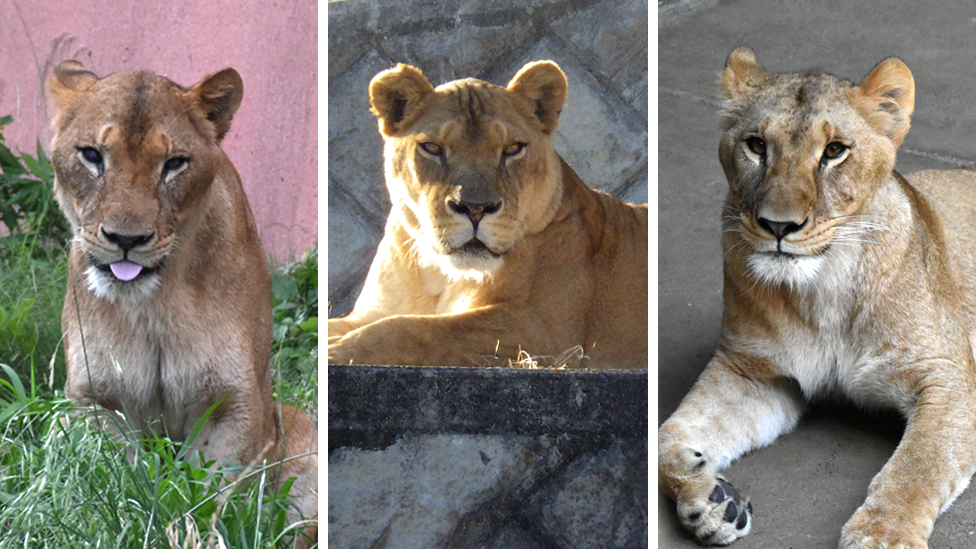 Composite image of three lions who died during a heatwave in Japan's Tama Zoo