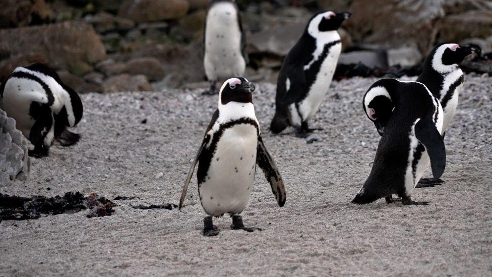 Penguin on the beach