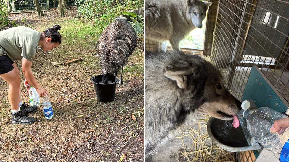 Beth gives water two wolves and an emu