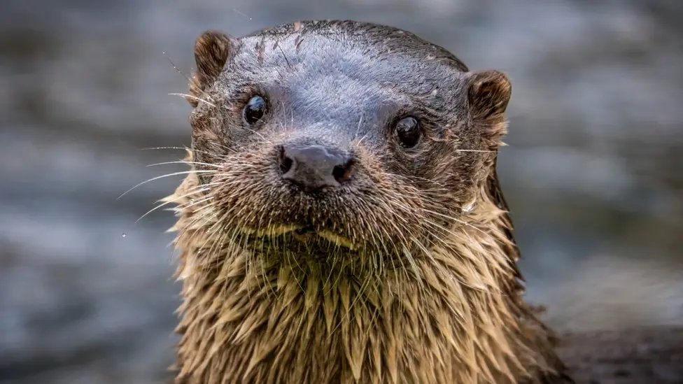 A brown river otter with a white chest looks at the camera