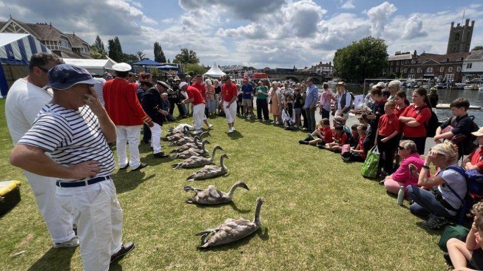 Swan uppers stand behind a line of cygnets sat on the grass with a arched crowd of onlookers