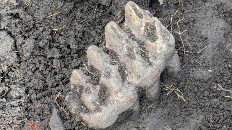 New York homeowner makes jawdropping mastodon discovery in backyard
