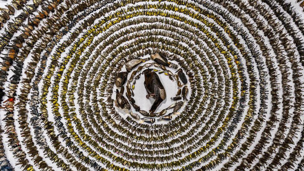 Bird on a wire and other winning photos - BBC News