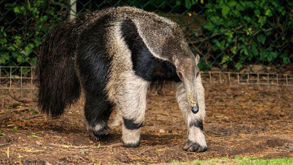 An adult giant anteater with black and white diagonal stripes on its legs and shoulders, dense shaggy hair on its tail ands a large snout