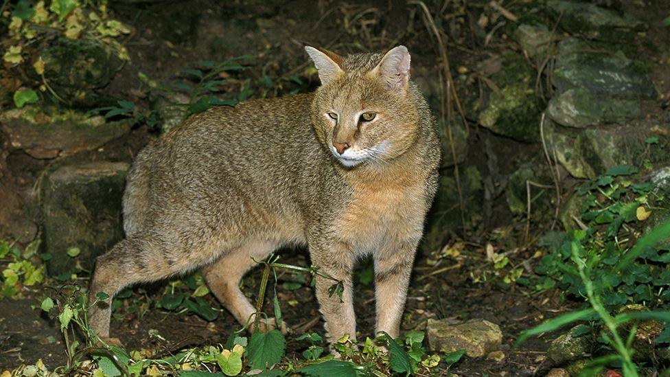 Stock photograph of a brown jungle cat in the wild standing in front of rocks and plants