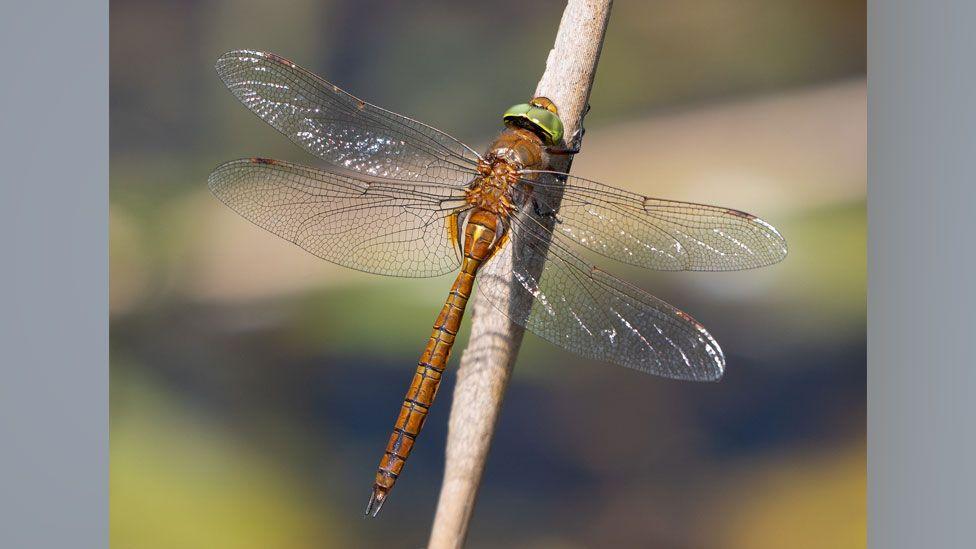 Norfolk Hawker dragonfly. It has two sets of translucent wings open and is resting on a twig. Its long body, wider in the top third and much narrower in the bottom two thirds, is a warm brown colour. It has a bright green head.