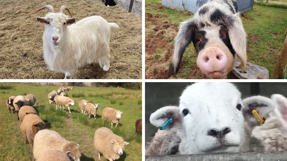 Four pictures of farm animals. Top left is a white goat stood on hay. Top right is a black and white pig stood on grass. Bottom left are several white sheep walking in two lines through a grassy field. Bottom right is a close up of a white lamb.
