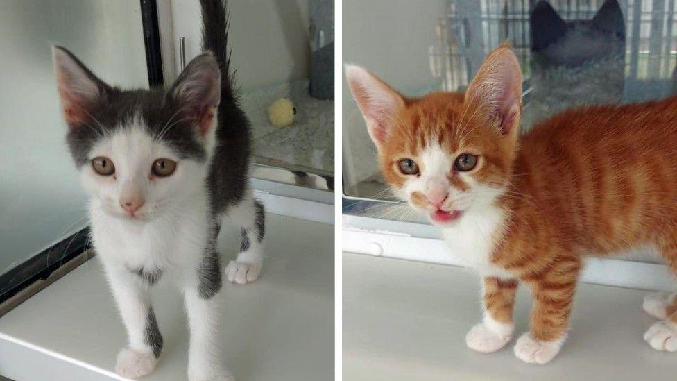 A grey and white kitten is in the left image and a ginger and white kitten is in the right image. They are in glass-fronted cubicles at the rescue centre.