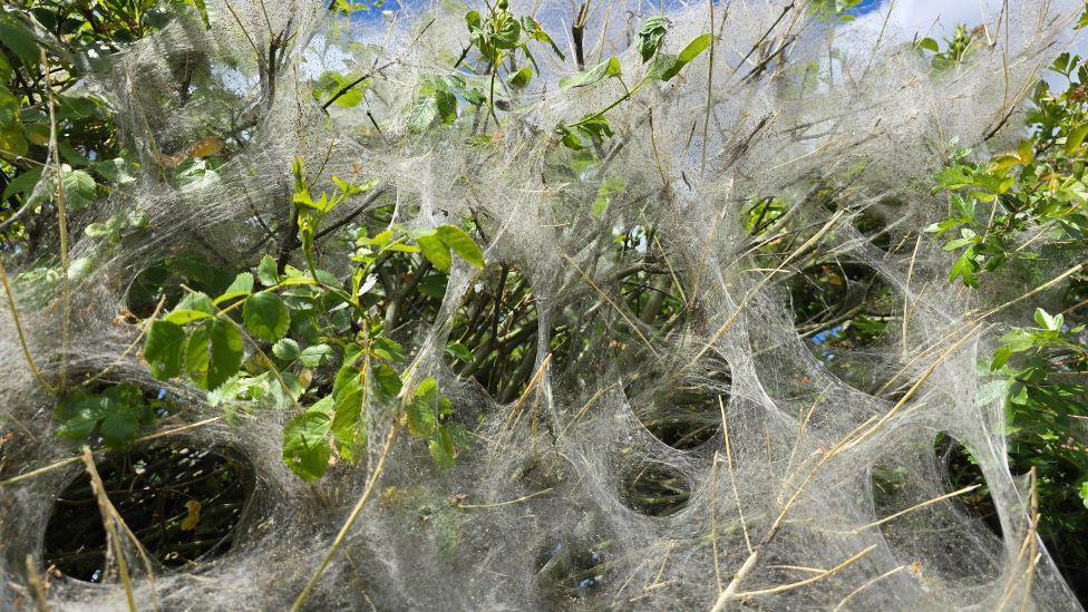 Webbing across leaves.