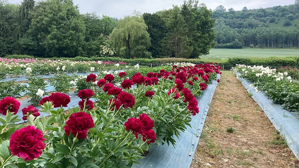 Field of peonies