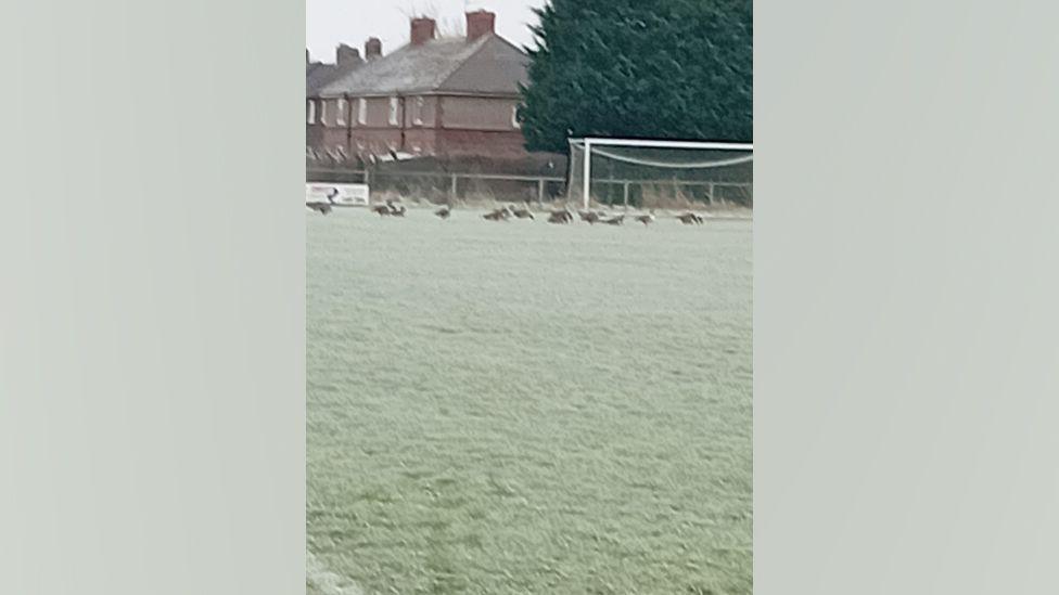 A flock of geese standing on a football pitch. They are standing at the far side of the pitch near a goal. Behind the pitches is a row of houses.