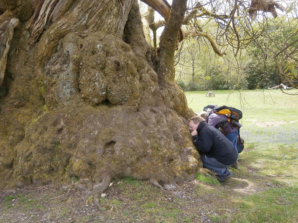 Sweet Chestnut England