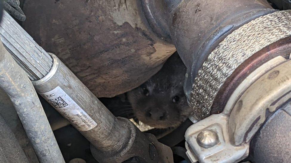 The female otter pup stuck in the engine compartment of a Tesco delivery van