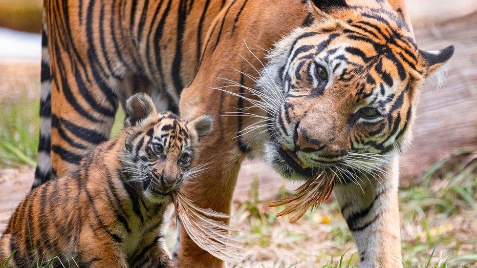 tiger-cub-with-dad.