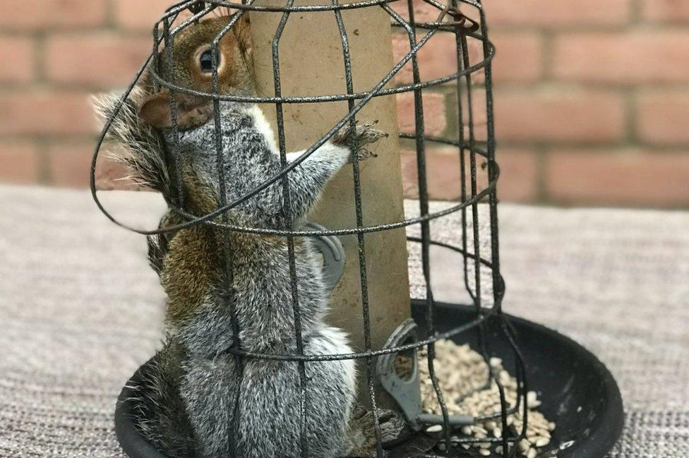 The squirrel caught in the feeder