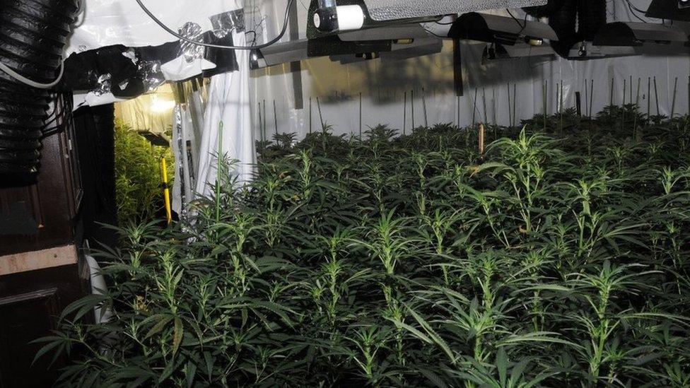 first ever cannabis factory to be discovered close to the Bank of England