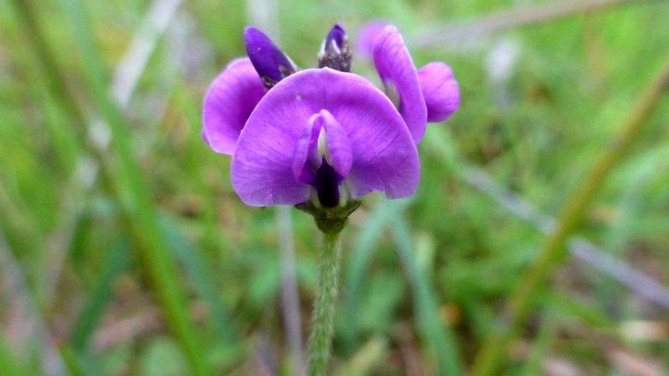 australian-clover-glycine-flower.