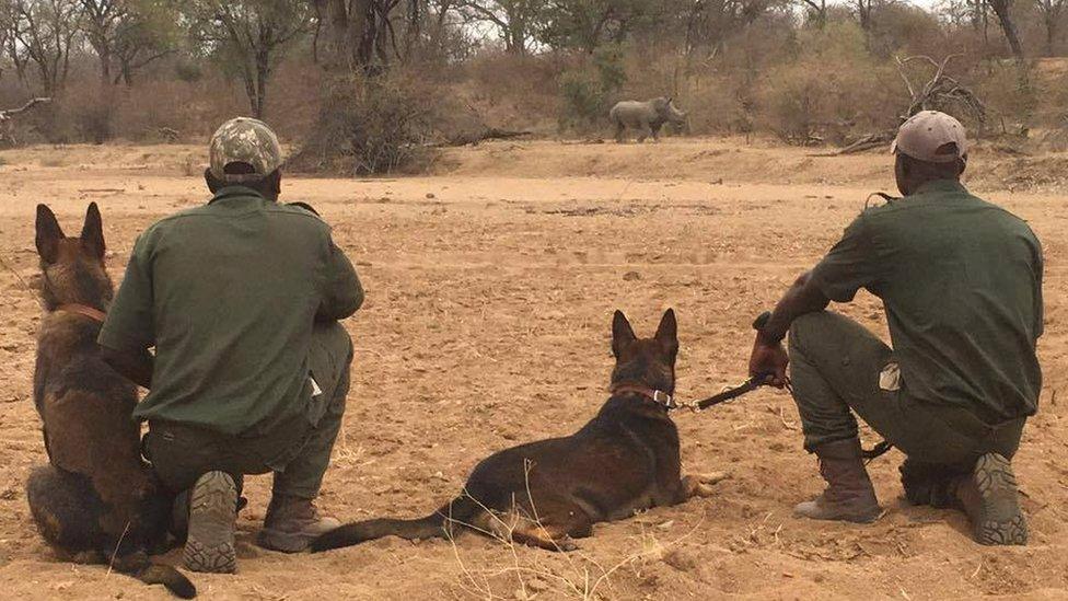 Dogs Po and Rogue with rangers and a rhino