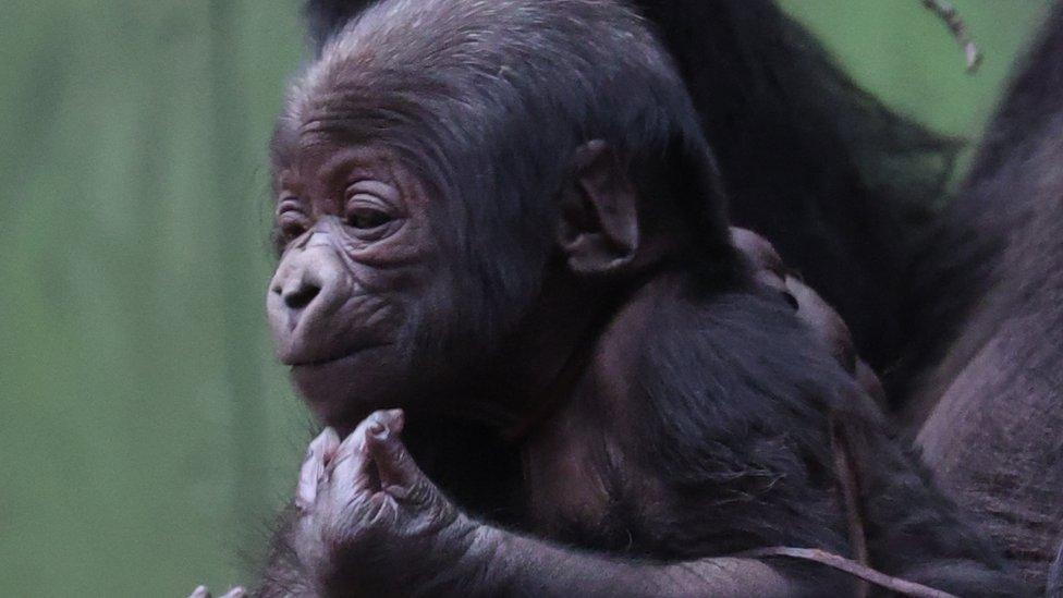 A close-up of the baby gorilla