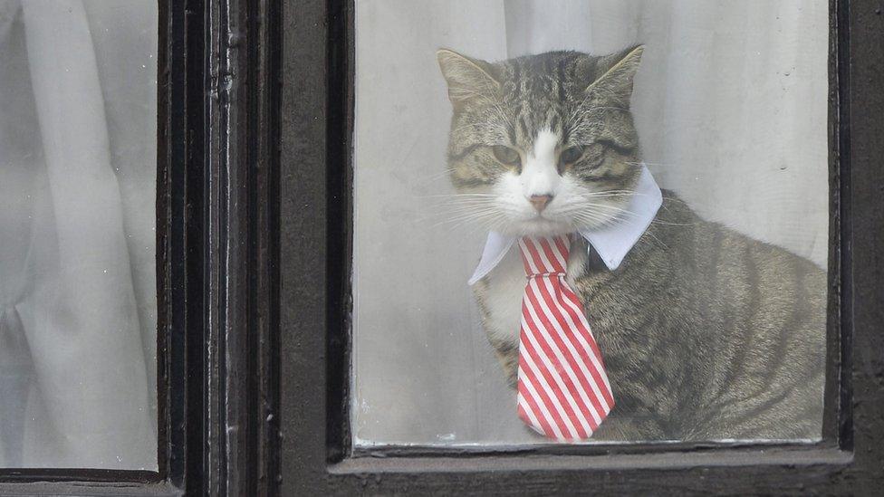 Embassy cat