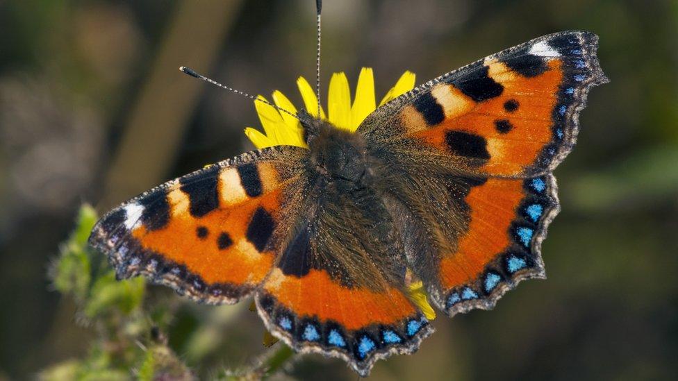 Small tortoiseshell