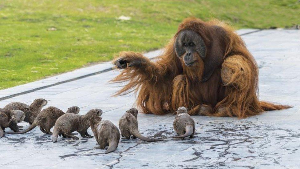 Orangutan and otter families make friends