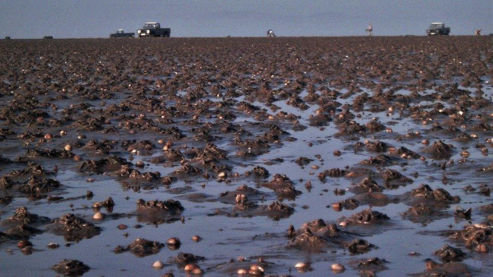 Burry Inlet is one of the main habitats for cockles in south Wales