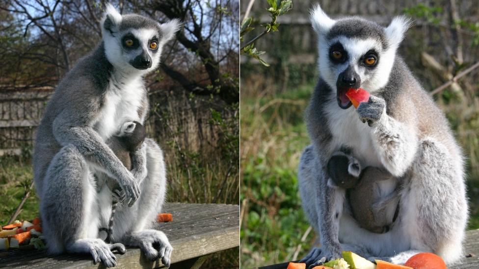 Ring-tailed lemurs