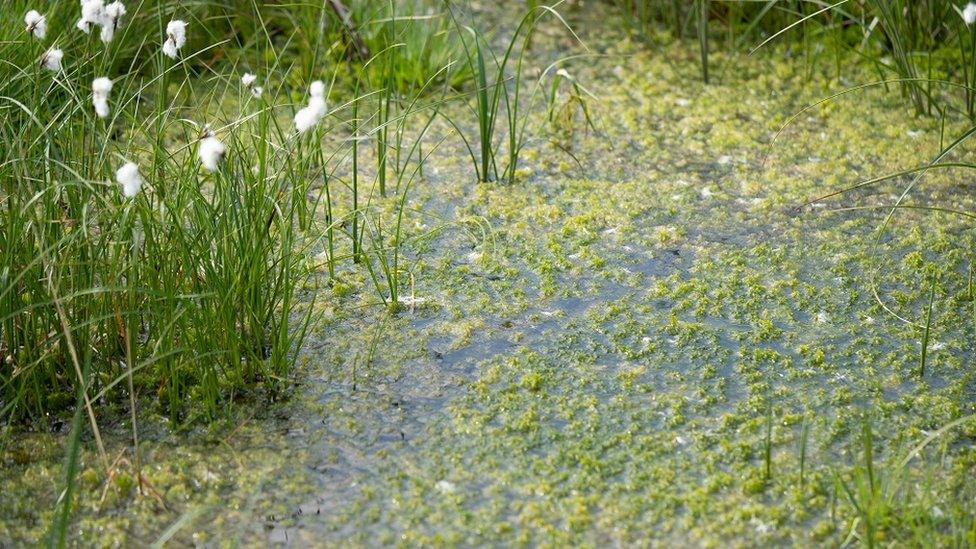 Sphagnum moss