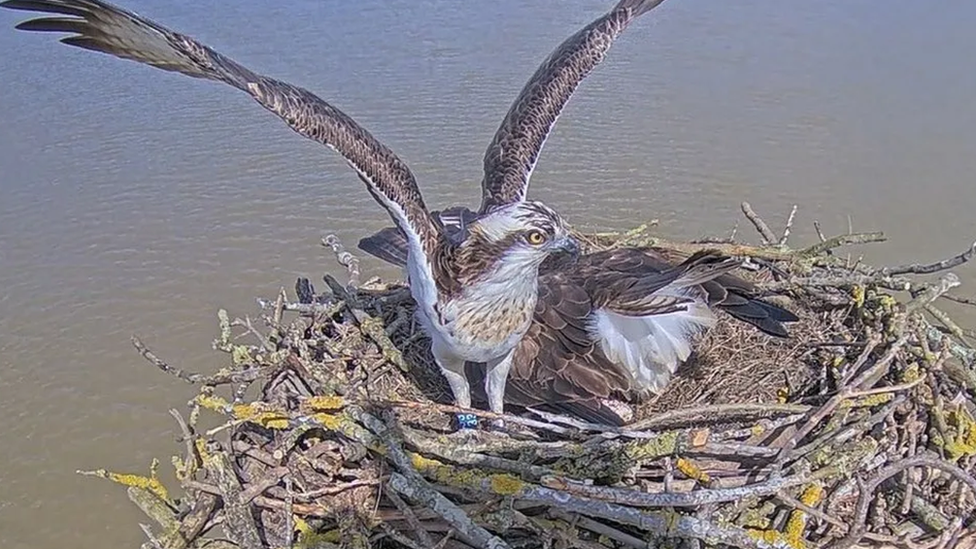 Osprey with wings out in nest