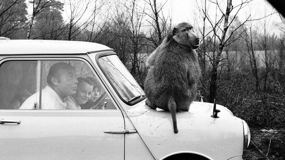 Monkey on car