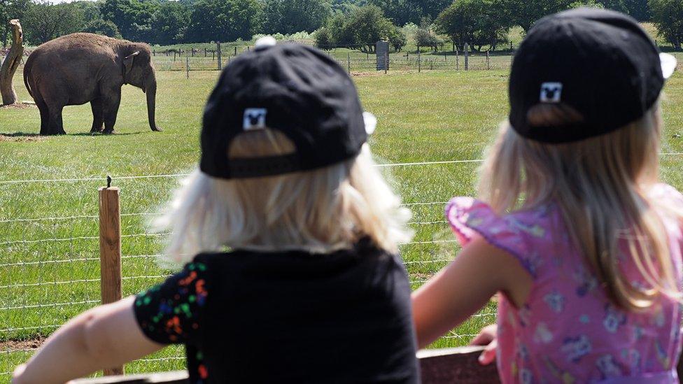 Children looking at elephant at Whipsnade Zoo