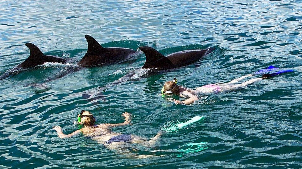 Dolphins in Bay Islands