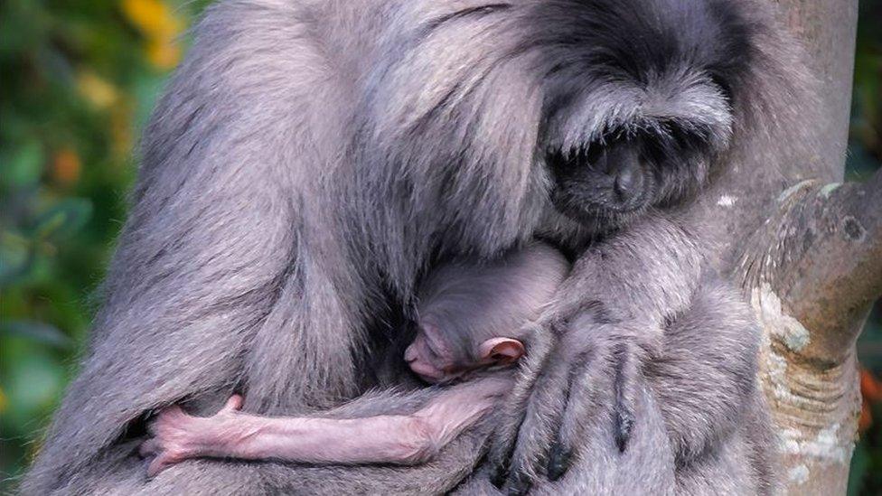 The baby silvery gibbon being cuddled by its mother