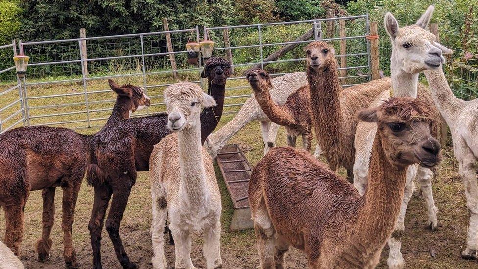 Alpacas