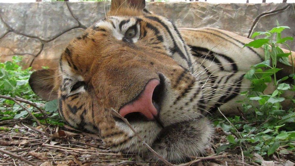 A tiger in captivity looks at the camera.